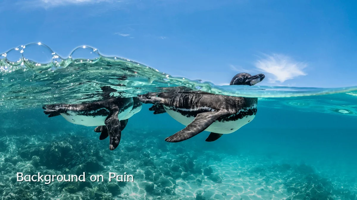 Background on Pain