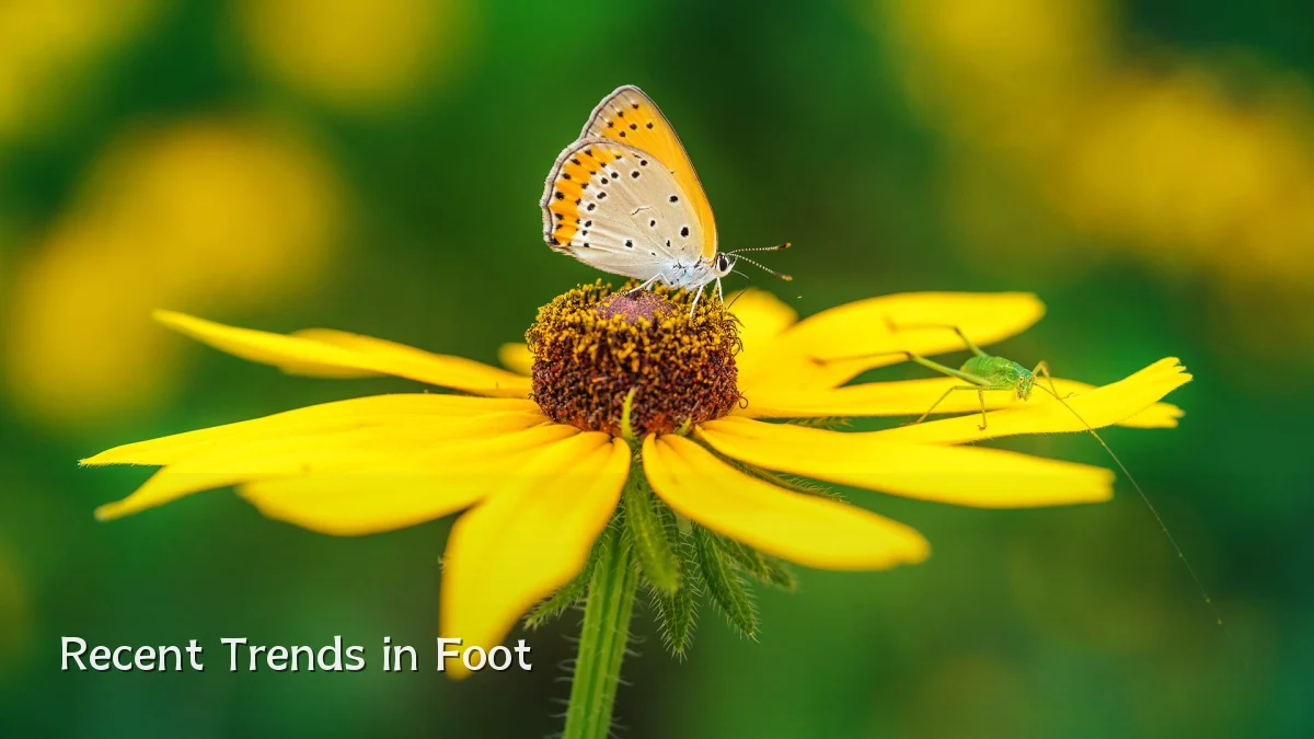 Recent Trends in Foot
