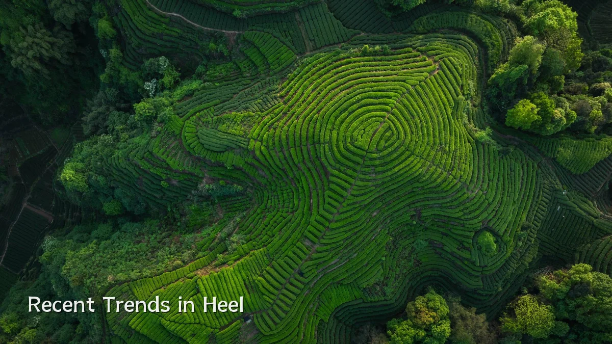 Recent Trends in Heel